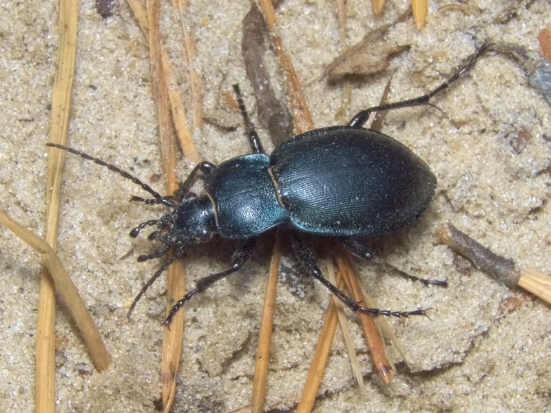 Carabus convexus Fabricius, 1775